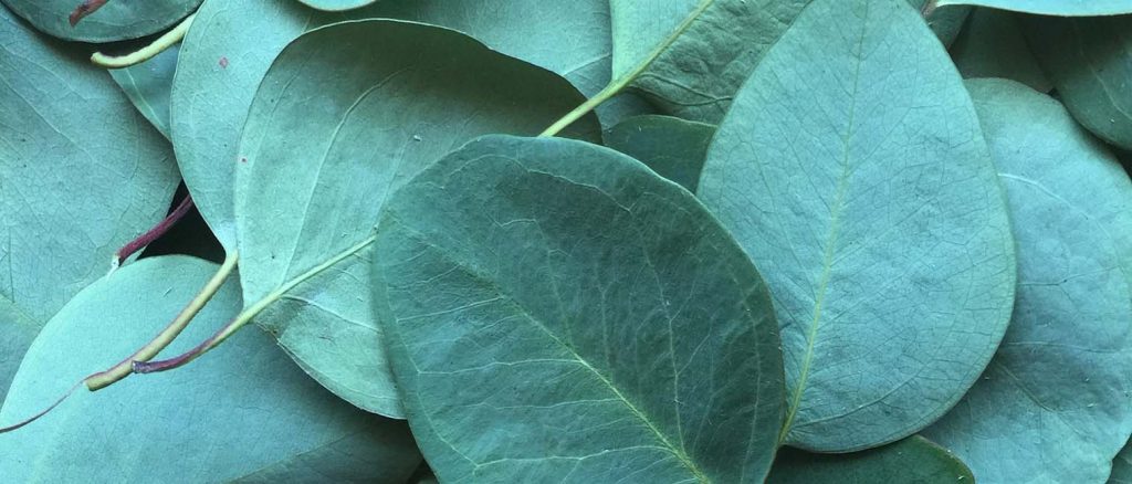 eucalyptus leaf