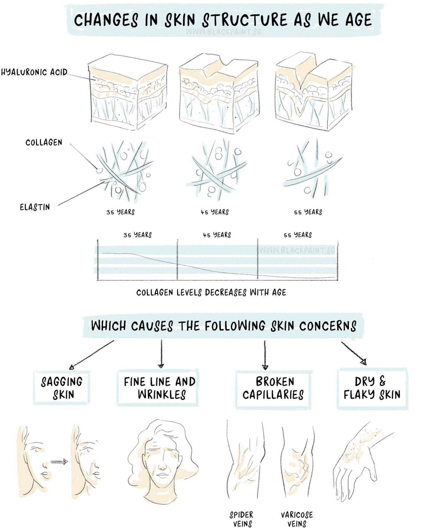 illustration of hyaluronic acid, collagen and elastin decreasing as we age.