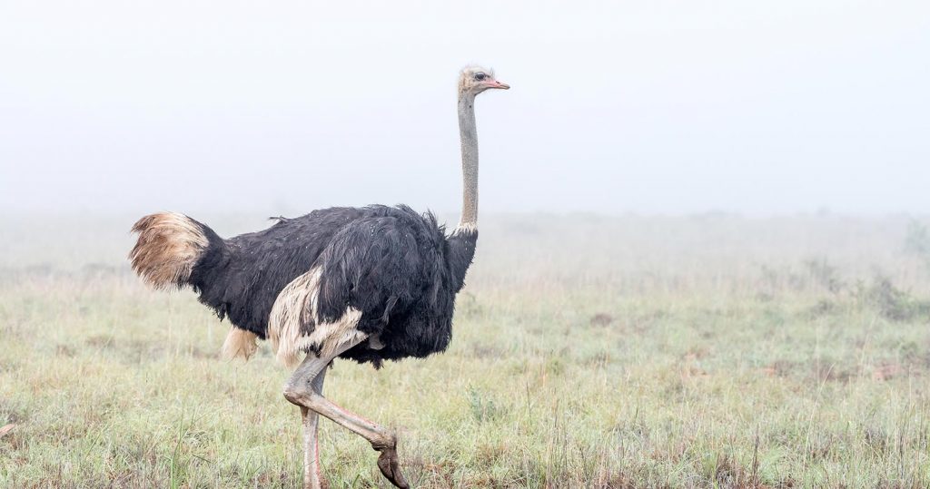 african ostrich