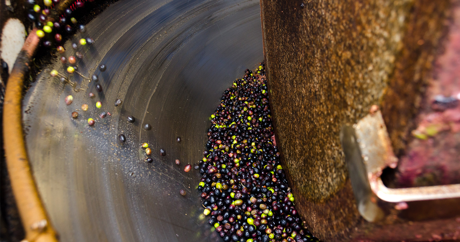 seeds and fruits are poured into stonemill for grinding